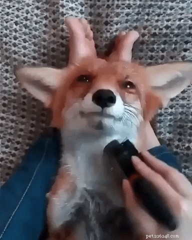 23 Irresistibly Cute Animal GIFs That Will Brighten Your Day