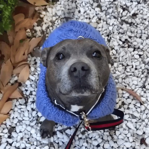 23 Irresistibly Cute Animal GIFs That Will Brighten Your Day