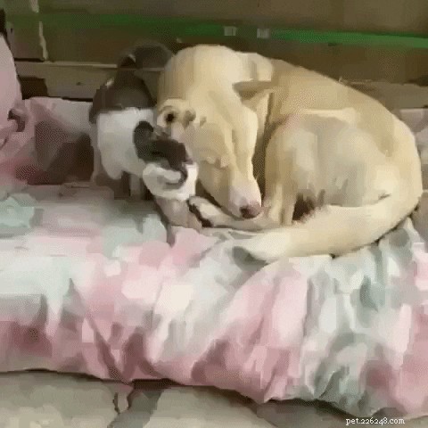 23 Irresistibly Cute Animal GIFs That Will Brighten Your Day