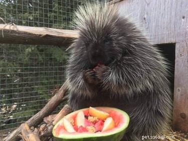 Vinnie the Porcupine: Adorable Fruit‑Eater at Soper Creek Wildlife Rescue