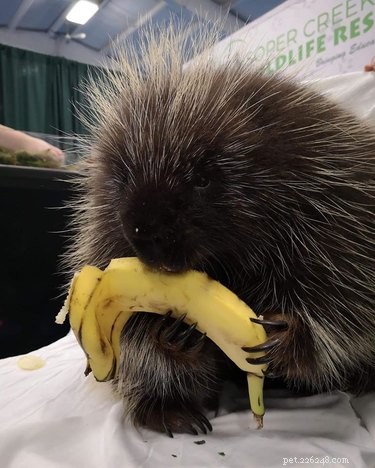 Vinnie the Porcupine: Adorable Fruit‑Eater at Soper Creek Wildlife Rescue
