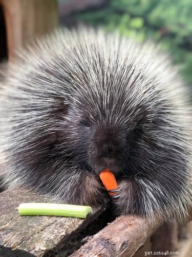 Vinnie the Porcupine: Adorable Fruit‑Eater at Soper Creek Wildlife Rescue