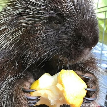 Vinnie the Porcupine: Adorable Fruit‑Eater at Soper Creek Wildlife Rescue