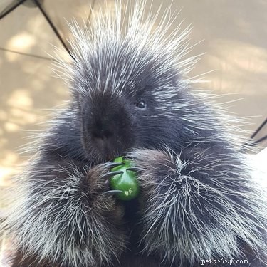 Vinnie the Porcupine: Adorable Fruit‑Eater at Soper Creek Wildlife Rescue