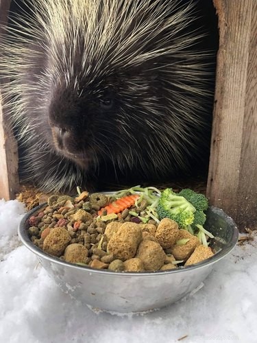 Vinnie the Porcupine: Adorable Fruit‑Eater at Soper Creek Wildlife Rescue