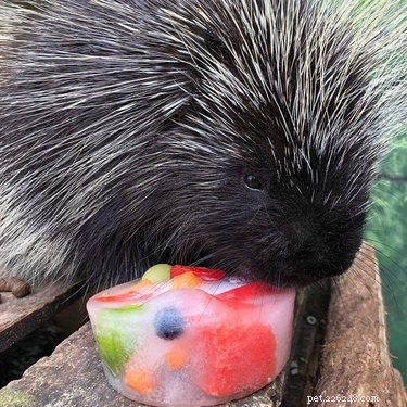 Vinnie the Porcupine: Adorable Fruit‑Eater at Soper Creek Wildlife Rescue