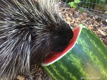Vinnie the Porcupine: Adorable Fruit‑Eater at Soper Creek Wildlife Rescue