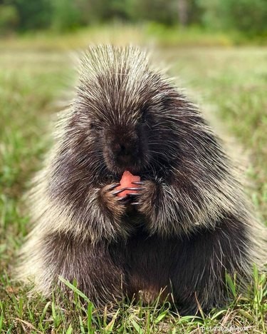 Vinnie the Porcupine: Adorable Fruit‑Eater at Soper Creek Wildlife Rescue