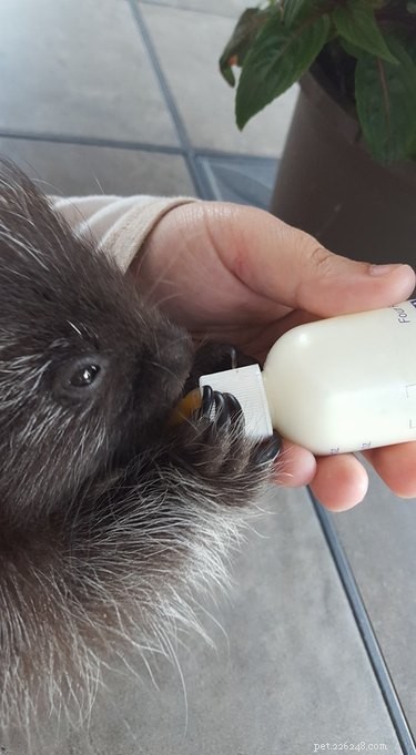 Vinnie the Porcupine: Adorable Fruit‑Eater at Soper Creek Wildlife Rescue
