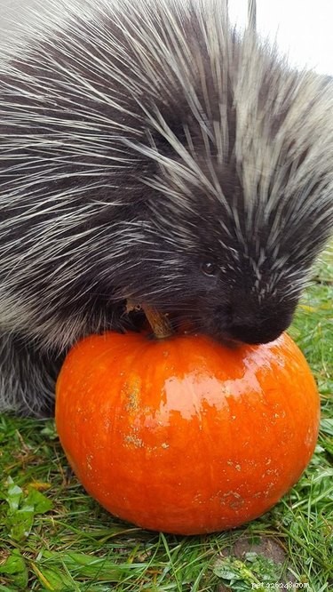 Vinnie the Porcupine: Adorable Fruit‑Eater at Soper Creek Wildlife Rescue