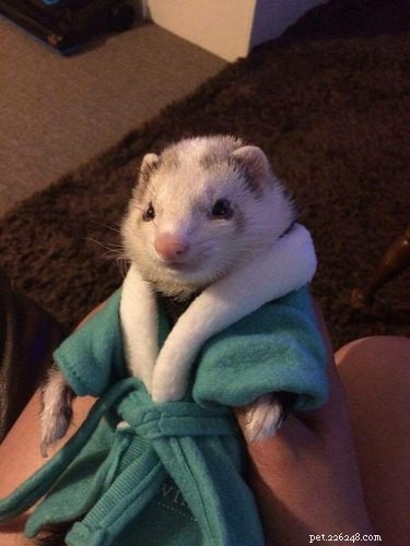 17 Animals Mastering the Art of Relaxation—Turning Every Day Into a Weekend