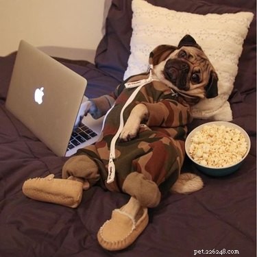 17 Animals Mastering the Art of Relaxation—Turning Every Day Into a Weekend