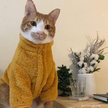 17 Animals Mastering the Art of Relaxation—Turning Every Day Into a Weekend