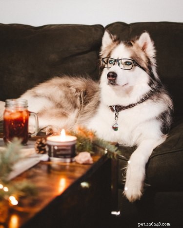 17 Animals Mastering the Art of Relaxation—Turning Every Day Into a Weekend
