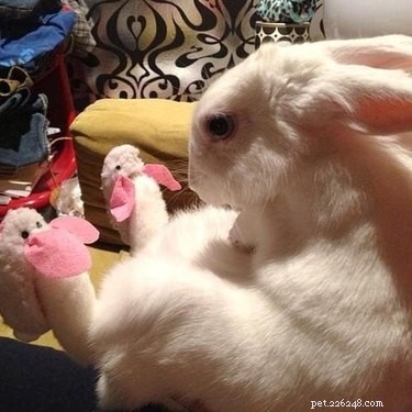 17 Animals Mastering the Art of Relaxation—Turning Every Day Into a Weekend