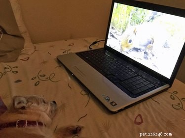 17 Animals Mastering the Art of Relaxation—Turning Every Day Into a Weekend