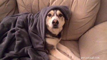 17 Animals Mastering the Art of Relaxation—Turning Every Day Into a Weekend