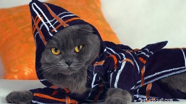 17 Animals Mastering the Art of Relaxation—Turning Every Day Into a Weekend