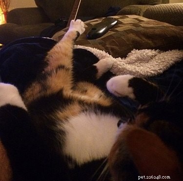 17 Animals Mastering the Art of Relaxation—Turning Every Day Into a Weekend