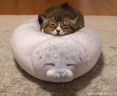 17 Animals Mastering the Art of Relaxation—Turning Every Day Into a Weekend