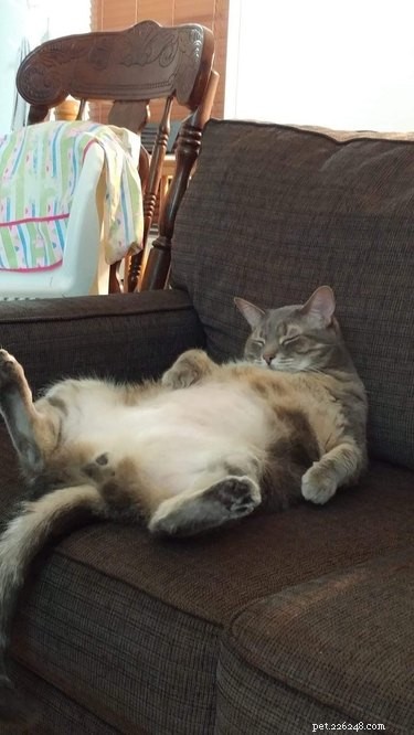 17 Animals Mastering the Art of Relaxation—Turning Every Day Into a Weekend