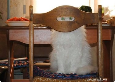 18 Elusive Creatures That Master Stealth in the Wild