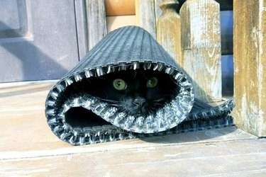 18 Elusive Creatures That Master Stealth in the Wild