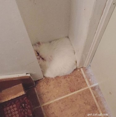 18 Elusive Creatures That Master Stealth in the Wild