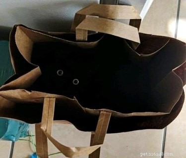 18 Elusive Creatures That Master Stealth in the Wild