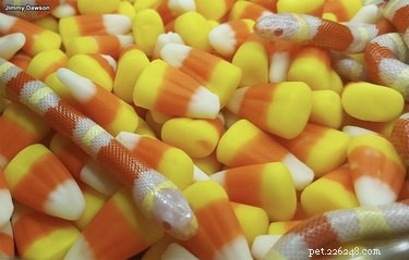 18 Elusive Creatures That Master Stealth in the Wild