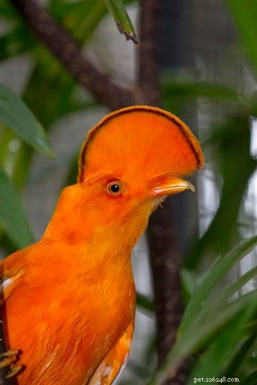 18 Elusive Creatures That Master Stealth in the Wild