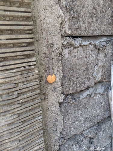 18 Elusive Creatures That Master Stealth in the Wild