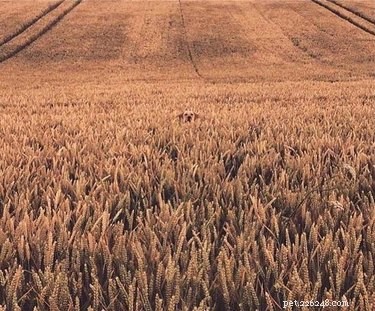 18 Elusive Creatures That Master Stealth in the Wild