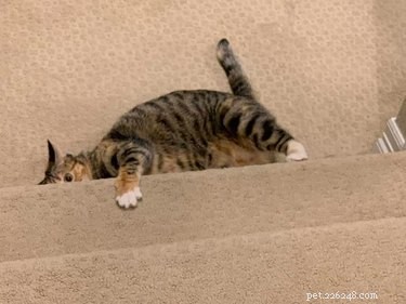 18 Elusive Creatures That Master Stealth in the Wild
