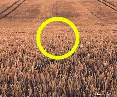18 Elusive Creatures That Master Stealth in the Wild
