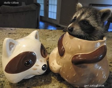 18 Elusive Creatures That Master Stealth in the Wild