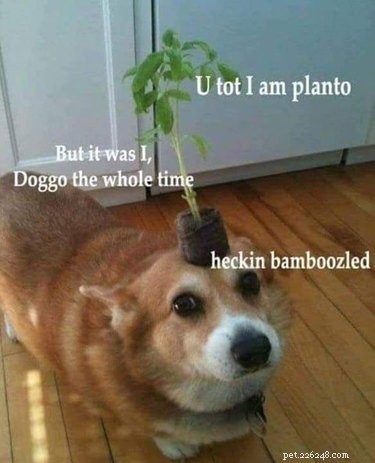 18 Elusive Creatures That Master Stealth in the Wild