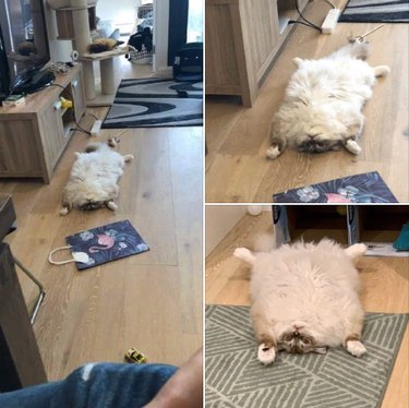 18 Elusive Creatures That Master Stealth in the Wild