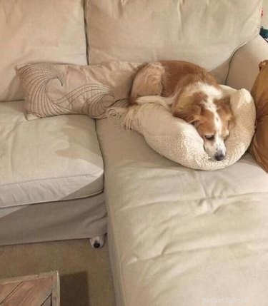 18 Elusive Creatures That Master Stealth in the Wild