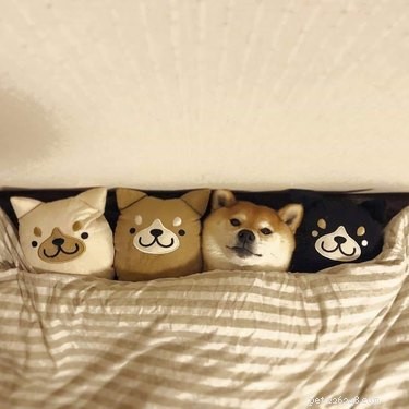 18 Elusive Creatures That Master Stealth in the Wild
