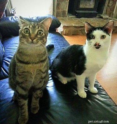 17 Pets That Don’t Get the Buzz: Hilarious Reactions to Today’s World