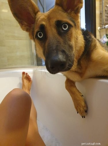 17 Pets That Don’t Get the Buzz: Hilarious Reactions to Today’s World