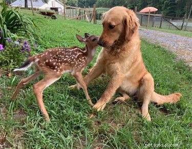 17 Pets That Don’t Get the Buzz: Hilarious Reactions to Today’s World