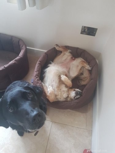 17 Pets That Don’t Get the Buzz: Hilarious Reactions to Today’s World