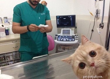17 Pets That Don’t Get the Buzz: Hilarious Reactions to Today’s World