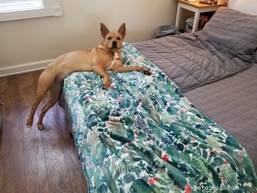 19 Pets Ingeniously Evade the No-Furniture Rule with Clever Loopholes