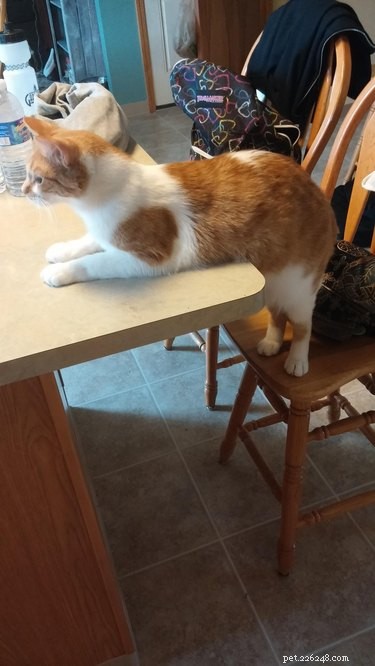 19 Pets Ingeniously Evade the No-Furniture Rule with Clever Loopholes