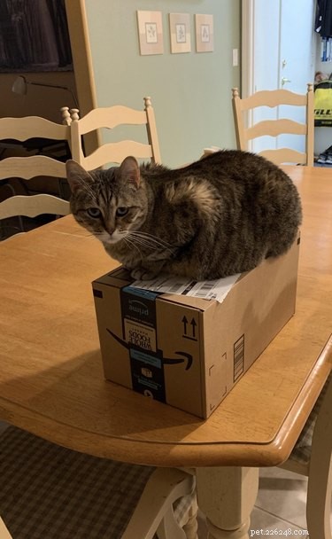 19 Pets Ingeniously Evade the No-Furniture Rule with Clever Loopholes
