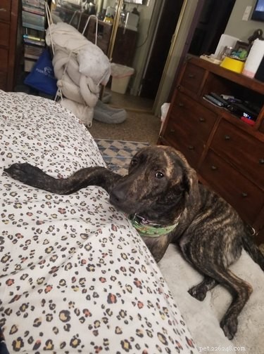 19 Pets Ingeniously Evade the No-Furniture Rule with Clever Loopholes