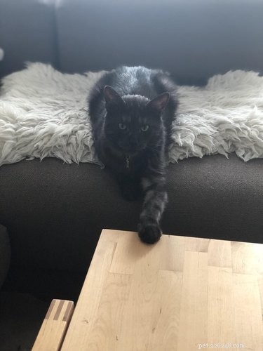 19 Pets Ingeniously Evade the No-Furniture Rule with Clever Loopholes